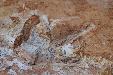 Tìm thấy vết hóa thạch của 3 khủng long mỏ vịt