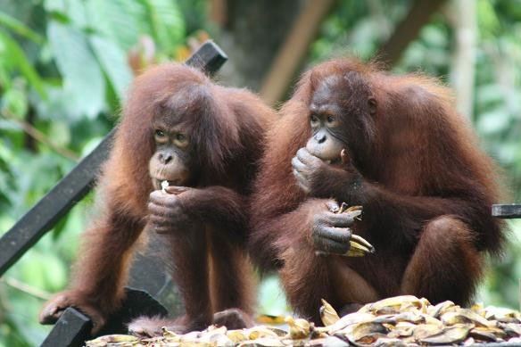 Tìm thấy virus Ebola trong loài đười ươi Kalimantan