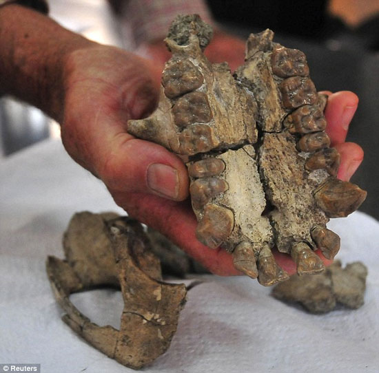 Tìn thấy hóa thạch hộp sọ vượn niên đại 20 triệu năm