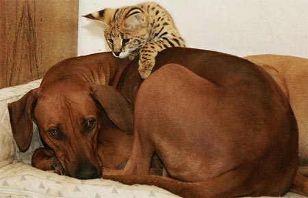 Tình bạn kỳ lạ của động vật
