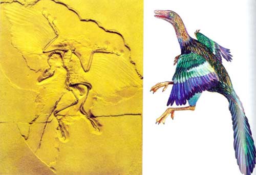 Tổ tiên của loài chim - Chim thủy tổ (Archaeopteryx)