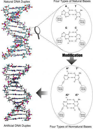 Tổng hợp thành công phân tử DNA nhân tạo đầu tiên trên thế giới