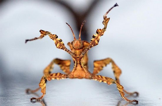 Top 10 côn trùng kỳ dị ngoài hành tinh