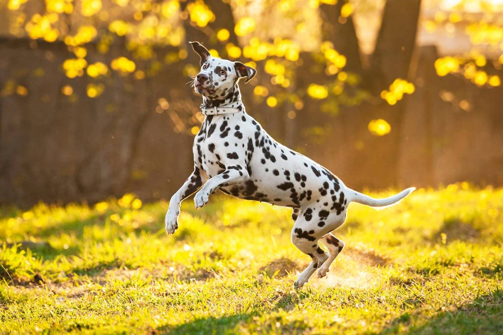 Top 10 giống chó nhanh nhất thế giới