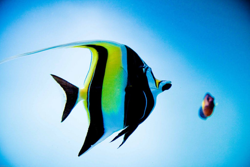 Top 10 loài cá đẹp nhất thế giới