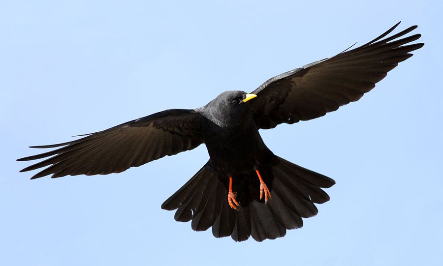 Top 10 loài chim bay cao nhất thế giới