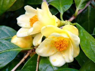 Trà hoa vàng - Camellia chrysantha