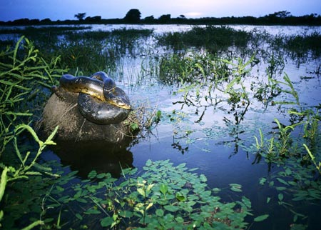 Trăn khổng lồ Nam Mỹ có thể nuốt chửng cá sấu