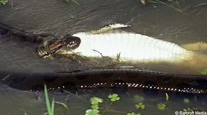 Trăn xanh Anaconda nuốt cá sấu Caiman