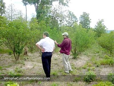 Trồng cây Jatropha không phải dễ ăn