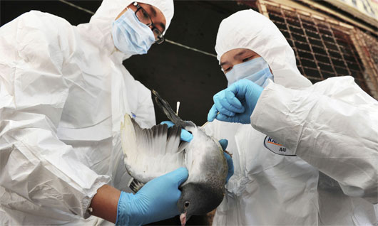 Trung Quốc điều chế thành công vắc xin ngừa cúm H7N9