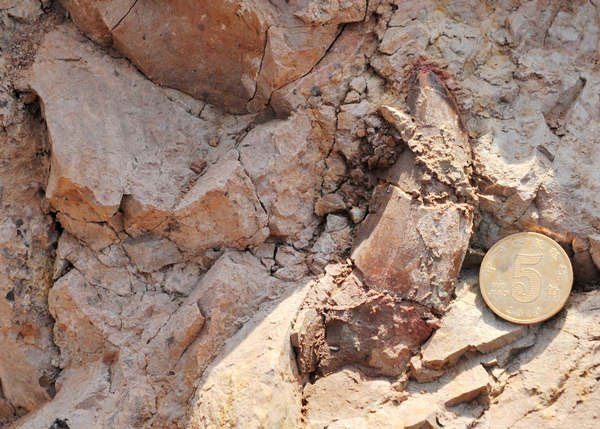 Trung Quốc phát hiện hóa thạch khủng long lớn chưa từng thấy