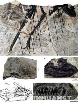 Trung Quốc: phát hiện loài khủng long có lông cổ nhất