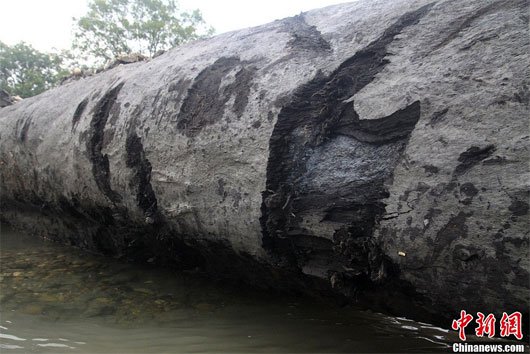 Trung Quốc phát hiện thân cây cổ thụ 800 tuổi, dưới đất 500 năm