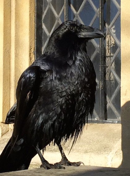 Truyền thuyết về loài quạ đen sống trên tháp London