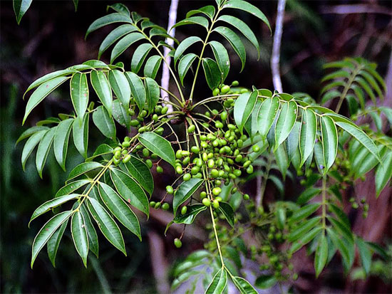 Tử thần trong hoa trái quanh ta