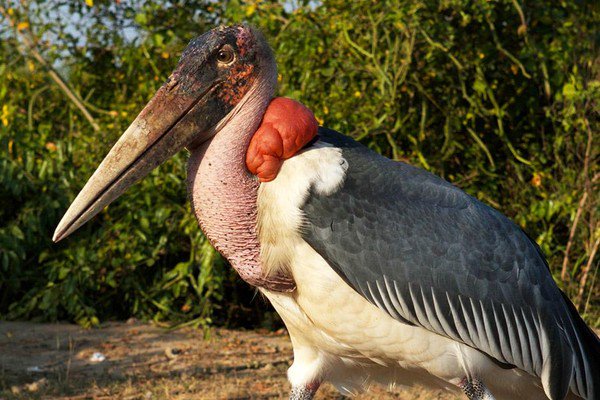 Tuyệt chiêu chống nóng chỉ có ở động vật