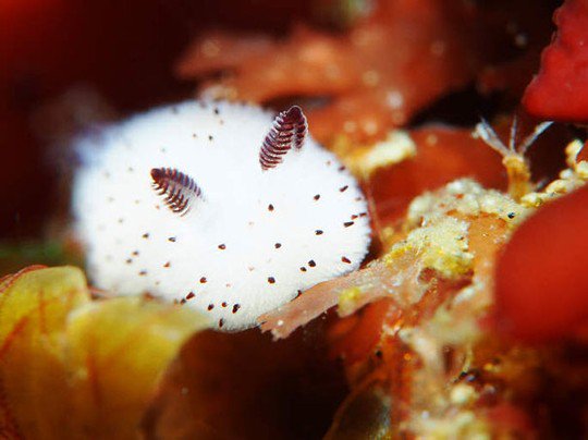 Vẻ đẹp bất ngờ của loài thỏ biển