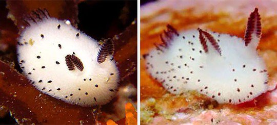 Vẻ đẹp bất ngờ của loài thỏ biển