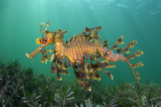 Vẻ đẹp của động vật dưới biển sâu