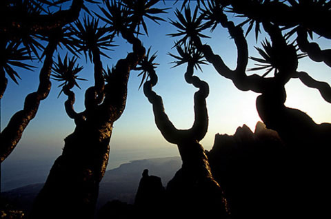 Vẻ đẹp hoang sơ của đảo Socotra