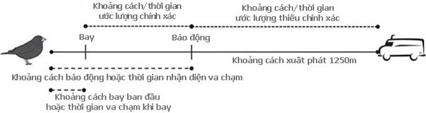 Vì sao chim thường hay đâm vào máy bay?