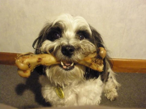 Vì sao chó thích gặm xương?