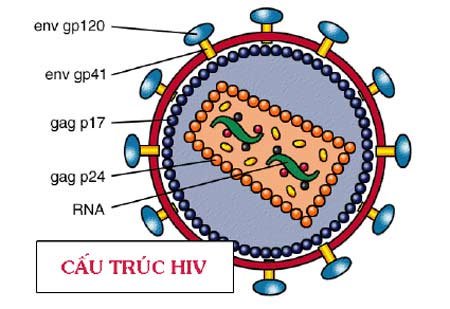 Vì sao cơ thể không thể chống lại virus HIV?