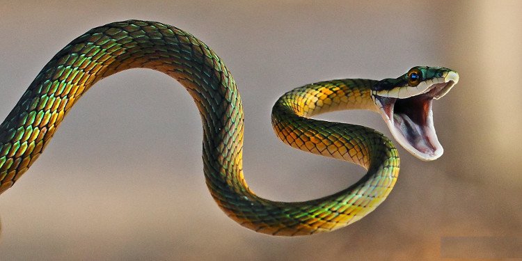 Vì sao con rắn có một thân hình dài ngoằng?