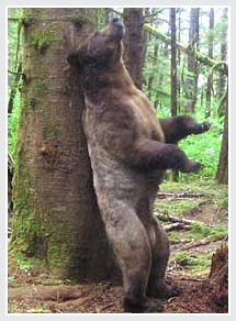 Vì sao gấu cọ lưng vào cây?