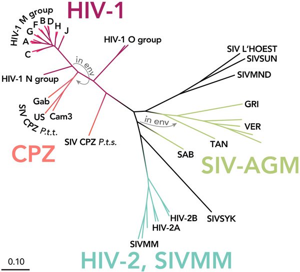 Vì sao kháng thể 3BNC117 là niềm hy vọng mới trong điều trị HIV?