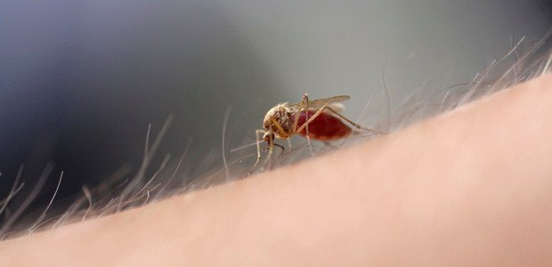 Vì sao loài muỗi rất thích đốt con người?