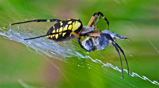 Vì sao mạng nhện bẫy được côn trùng?