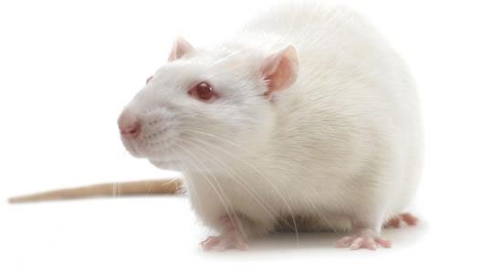 Vì sao nhà khoa học thường dùng chuột làm thí nghiệm?
