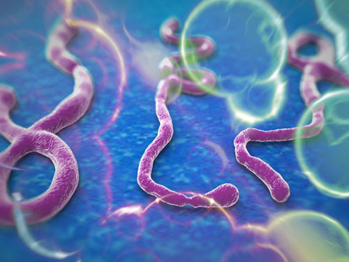 Vì sao nữ y tá gốc Việt thoát tử thần Ebola?