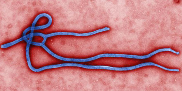 Vì sao virus Ebola ngày càng nguy hiểm?