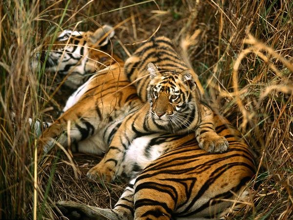 Viagra có thể cứu loài hổ khỏi tuyệt chủng?