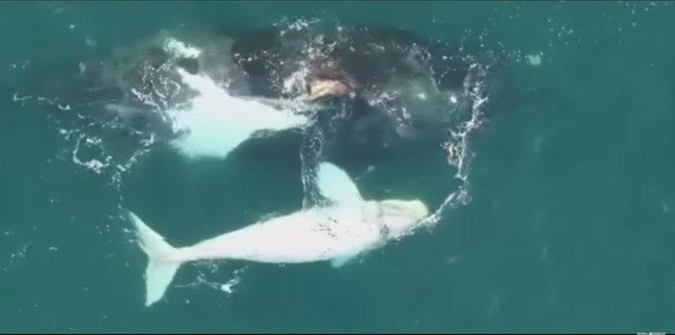 Video: Phát hiện cá voi trắng cực hiếm ngoài khơi Úc