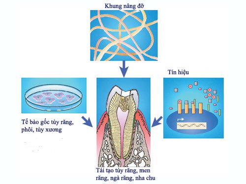 Việt Nam phân lập được tế bào gốc tủy răng