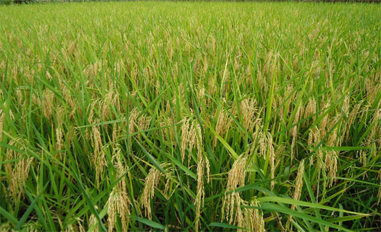 Việt Nam và IRRI hợp tác phát triển ngành lúa gạo