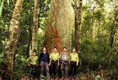 Vinh danh hai loài cây nằm trong Sách đỏ thế giới
