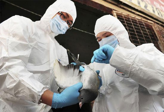 Virus H7N9 cực kỳ nguy hiểm với con người