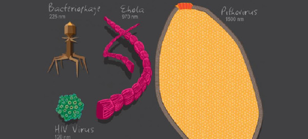 Virus là sinh vật sống và nó có chung tổ tiên với tế bào hiện đại