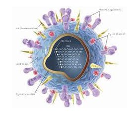 Virut cúm H1N1 được biết đến từ bao giờ?