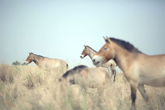 Vó ngựa hoang Przewalski lại vang rộn thảo nguyên