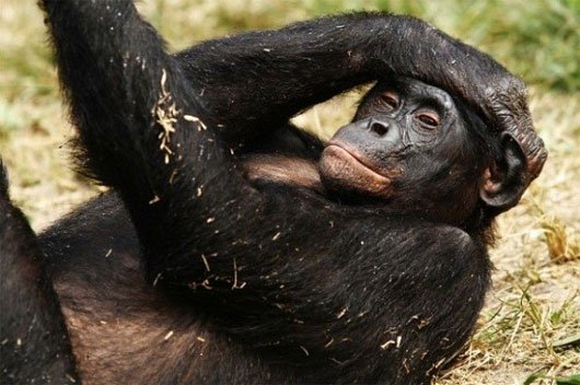 Với khỉ chuyện quan hệ đồng tính là quy luật tự nhiên