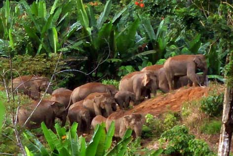 Voi Sumatra đối mặt nguy cơ tuyệt chủng gia tăng