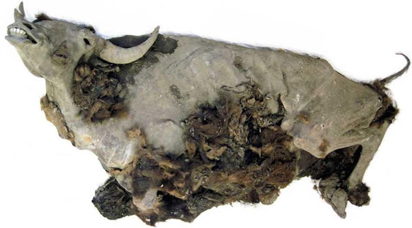 Xác bò rừng nguyên vẹn chôn vùi 10.000 năm