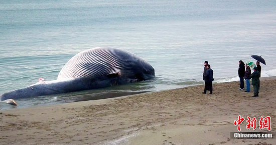 Xác cá voi khổng lồ trôi dạt vào bờ biển Italia