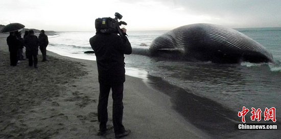 Xác cá voi khổng lồ trôi dạt vào bờ biển Italia